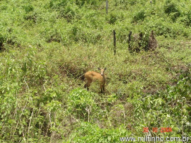 Foto - Lontra (01).jpg